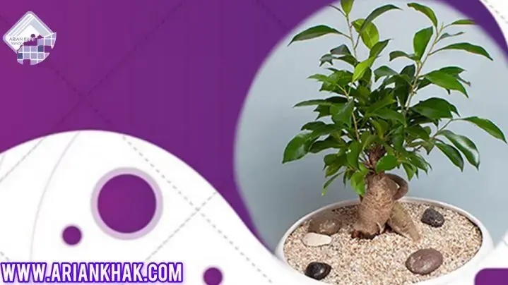 گل‌ زینتی چه کاربردی دارد؟2