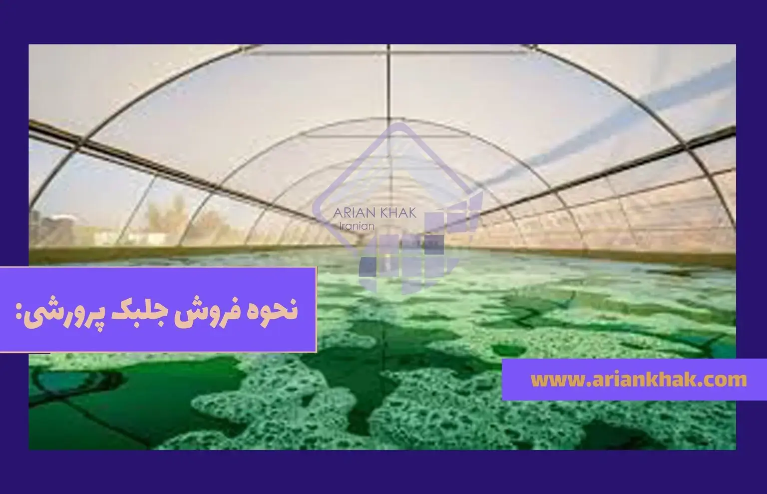 کسب درآمد از پرورش جلبک