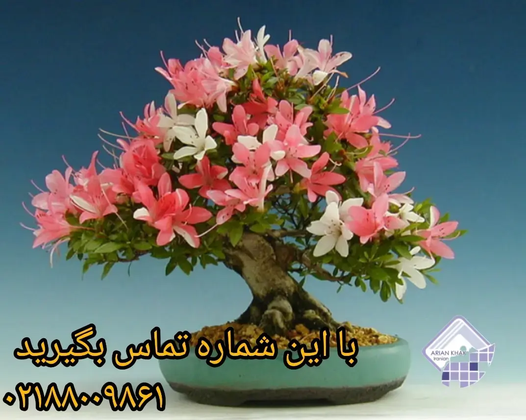 گیاهان زینتی2