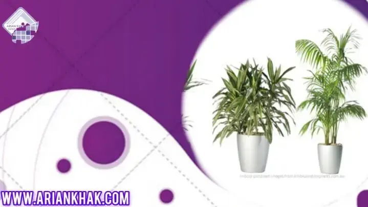 گل زینتی چیست؟1