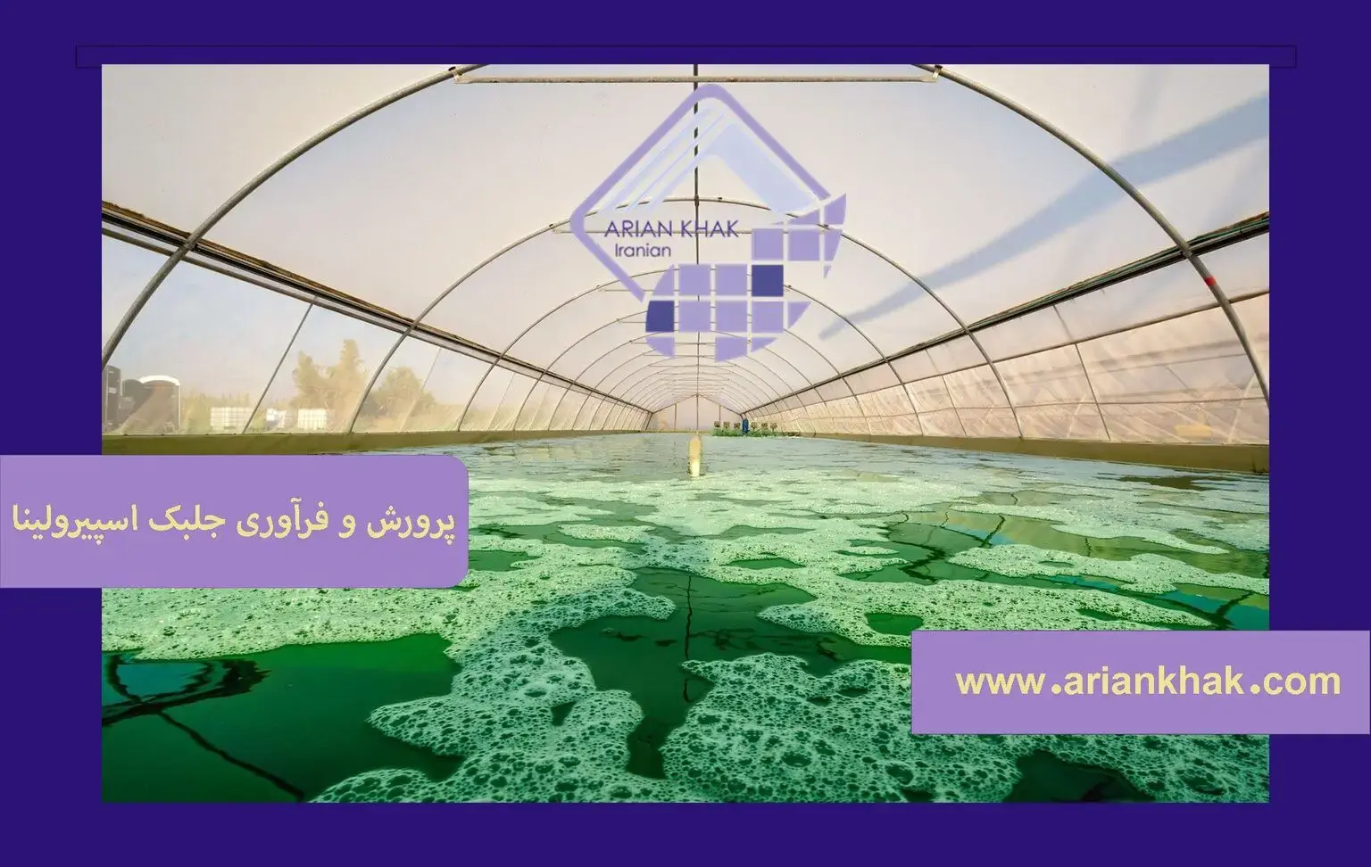 پرورش و فرآوری جلبک اسپیرولینا