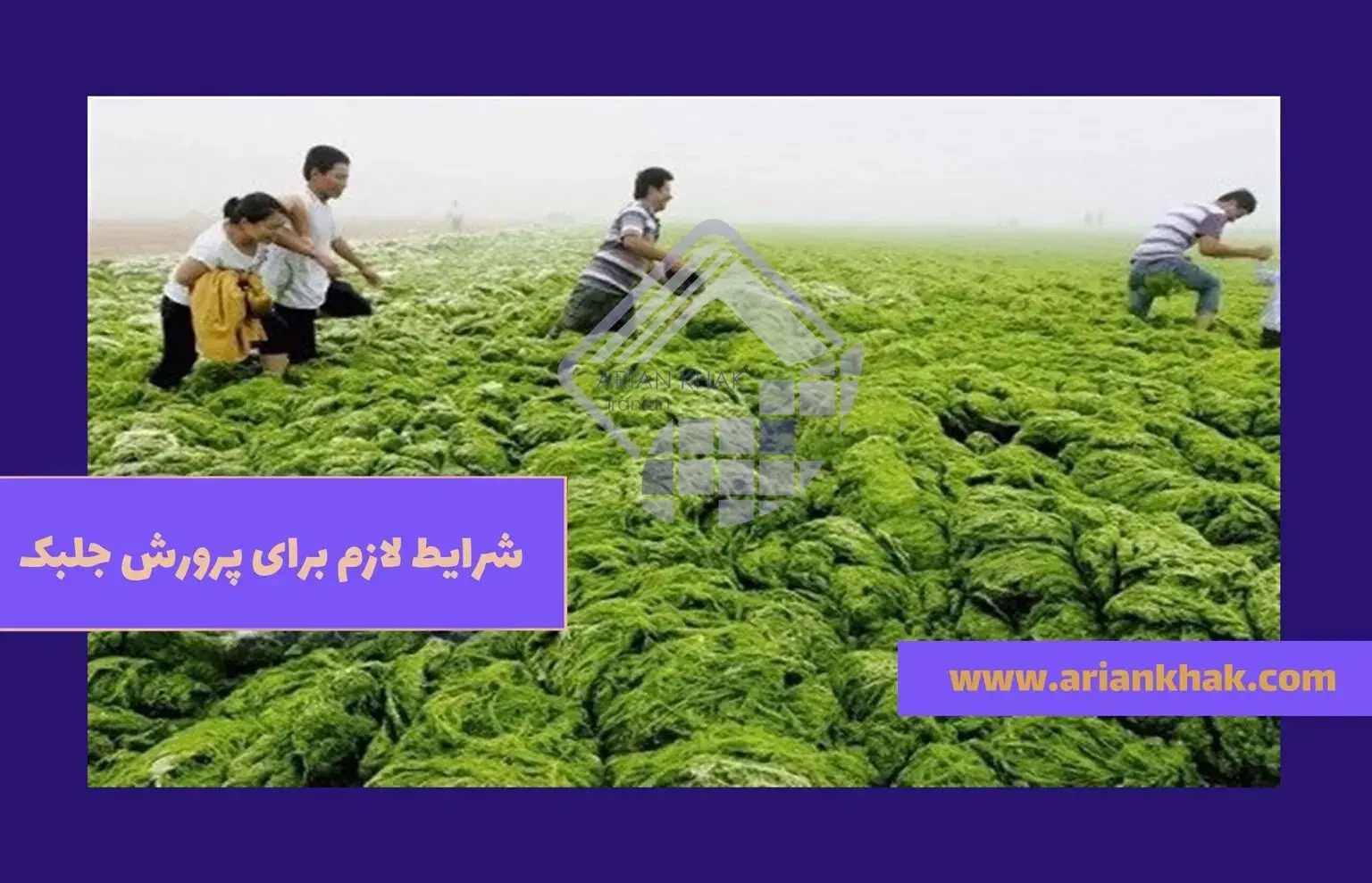 شرایط لازم برای پرورش جلبک