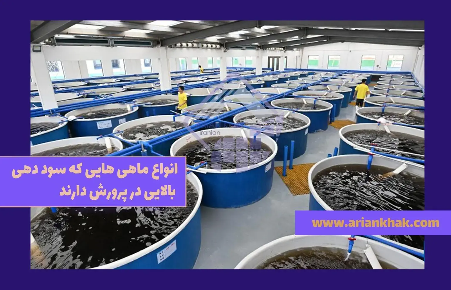 انواع ماهی که سود دهی بالایی در پرورش دارند