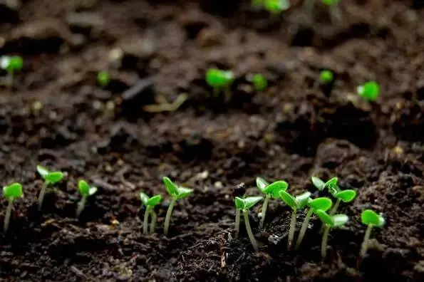 خاک و محیط کشت