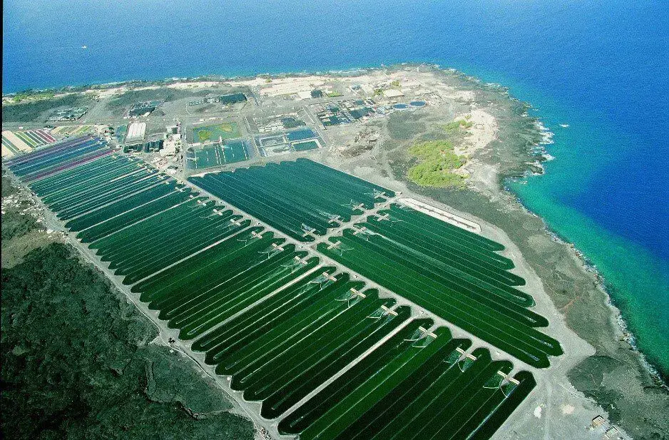 روش‌های درآمدزایی و پرورش تجاری از جلبک اسپیرولینا